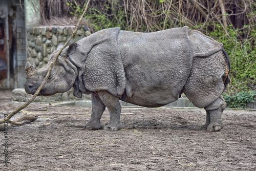 White rhinoceros in the cage photo