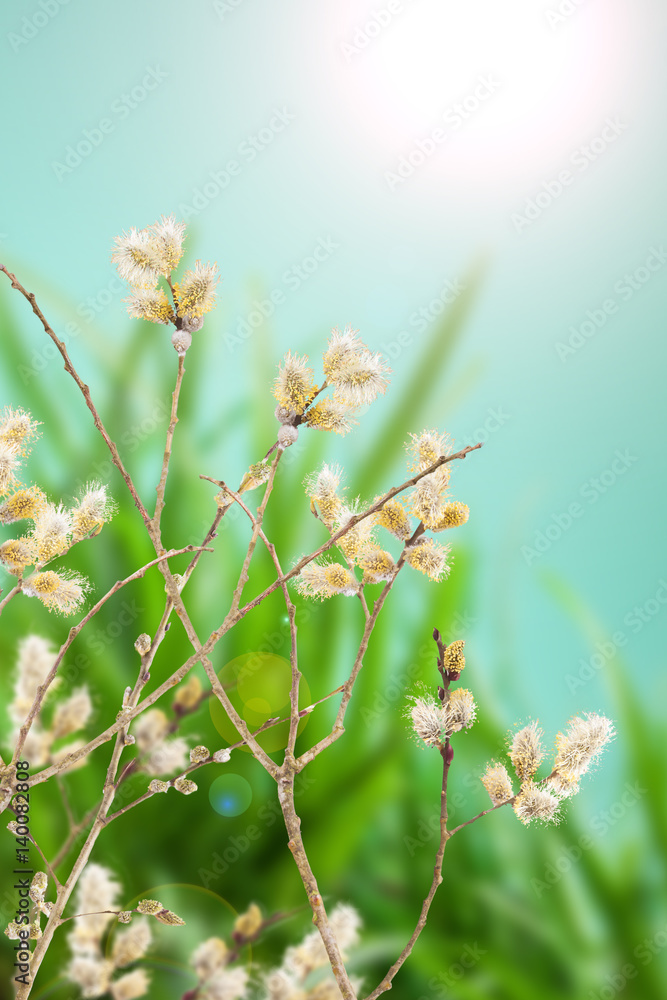 goat willow branches decoration for Easter Day goat willow branches decoration for Easter Day
