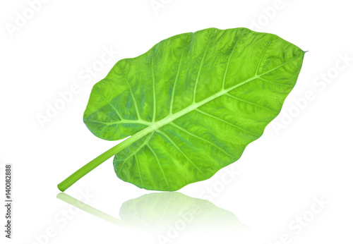 back of indian taro leaf isolated on white background photo