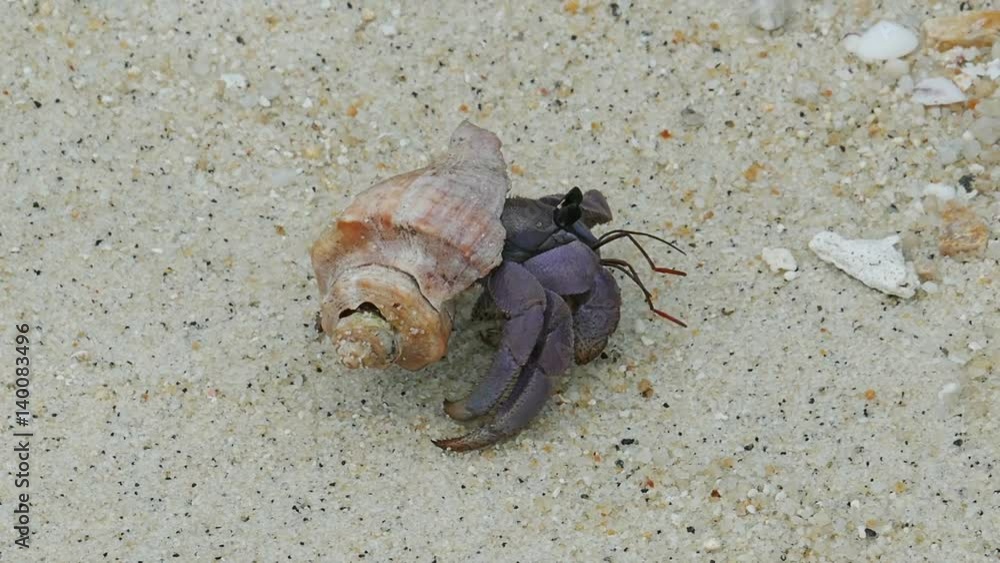 hermit crab crawling on white sand
hermit crab crawling on white sand