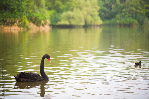 black swan on a lake with trees in the background