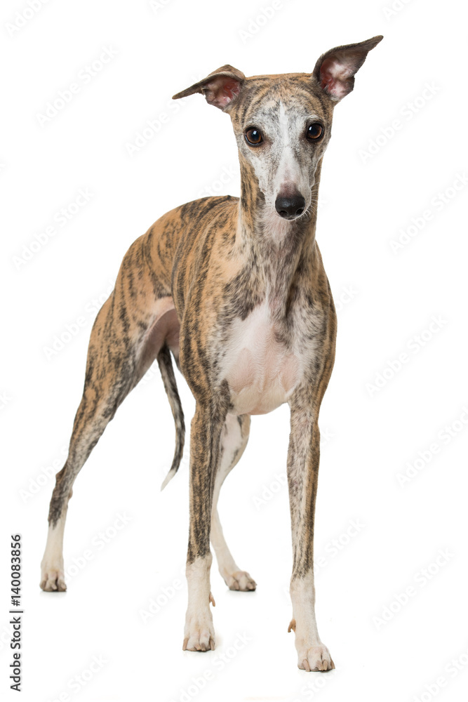 Gestromter Whippet