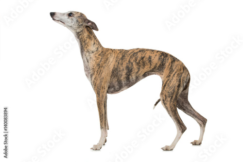 Whippet photo
