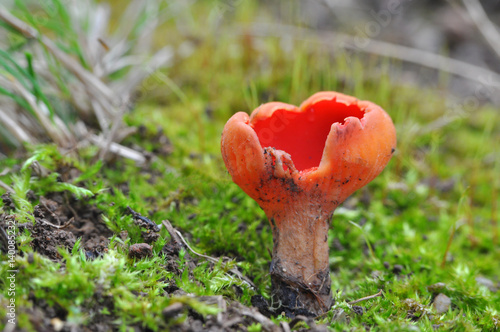 Scarlet Elf cup Mushroom (Sarcoscypha austriaca) growing in early spring 