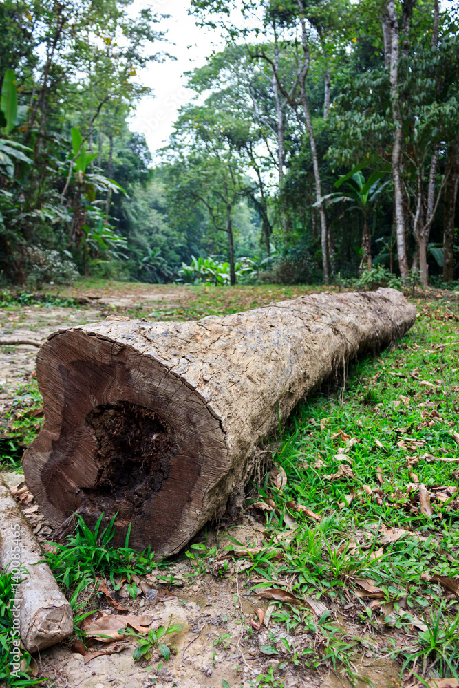 Fototapeta premium The trunk of a fallen tree in a green forest.