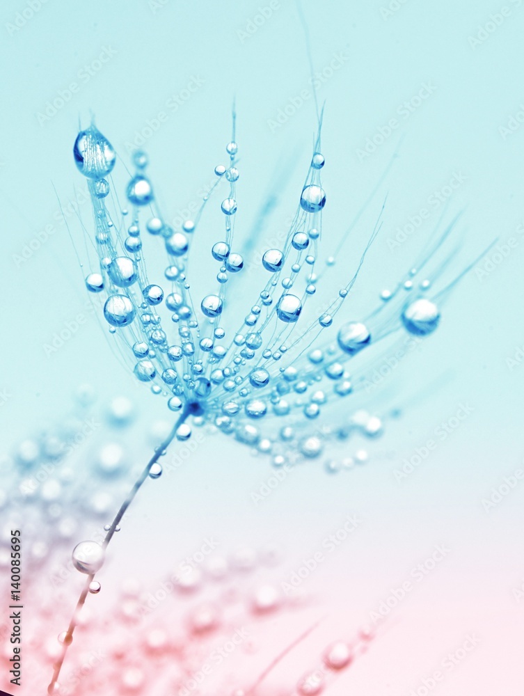Naklejka premium Makro makro Dandelion w kropli deszczu rosy na tle niebieski i różowy. Wyrafinowany przewiewny obraz artystyczny.