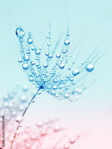 Dandelion close-up macro in drops of dew rain on blue and pink background. Refined airy art image.