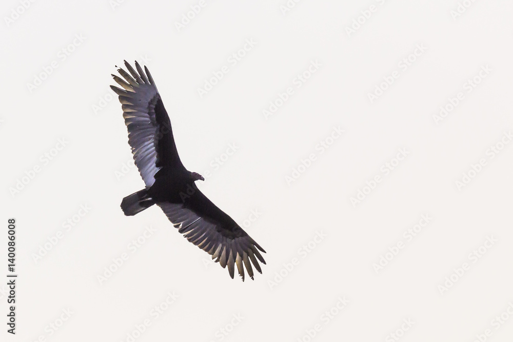 Fototapeta premium Birds of Prey in Viñales