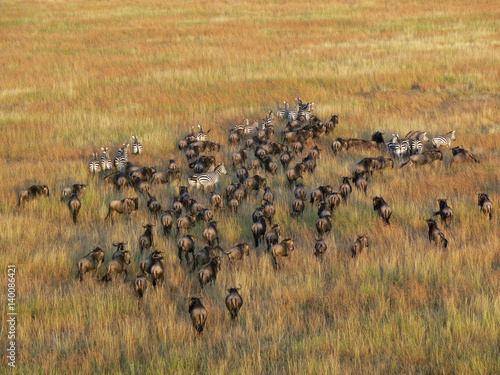 Gnuherde in der Serengeti © Britta