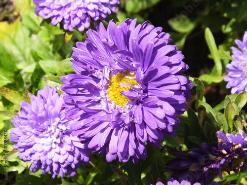 Purple flowers