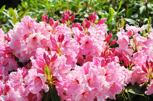 pink Rhododendron bush bloom in springtime.