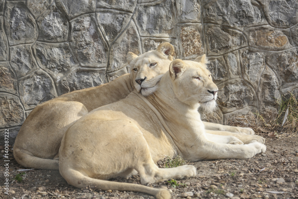 Lionesses cudlling and resting at the zoo Lionesses cudlling and resting at the zoo