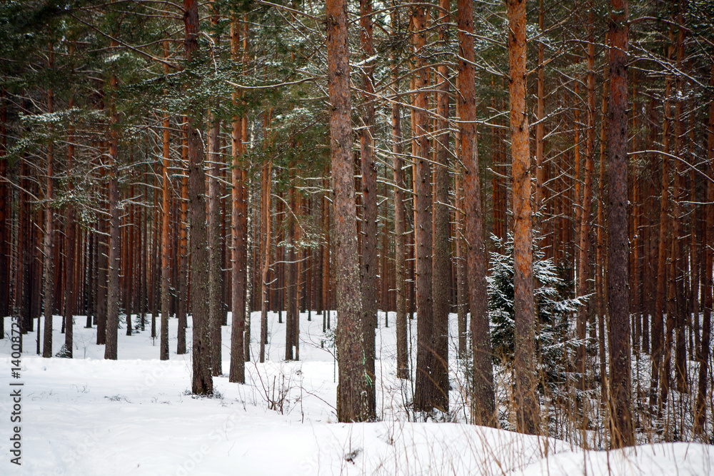 Naklejka premium The landscape of trunks of pine trees in the Northern forest. The majestic nature of the winter North. Coniferous trees with red bark grows in North America, Europe and the Arctic.