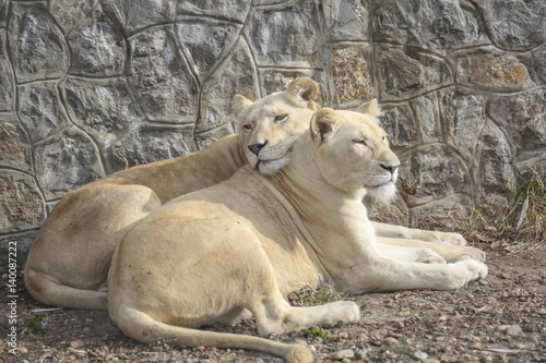 Lionesses cudlling and resting at the zoo