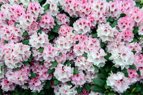 pink Rhododendron bush bloom in springtime.