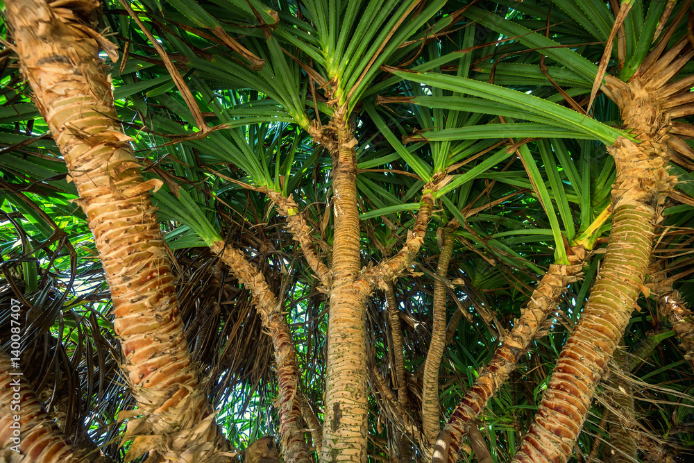 Naklejka premium Beautiful screw pine or pandanus