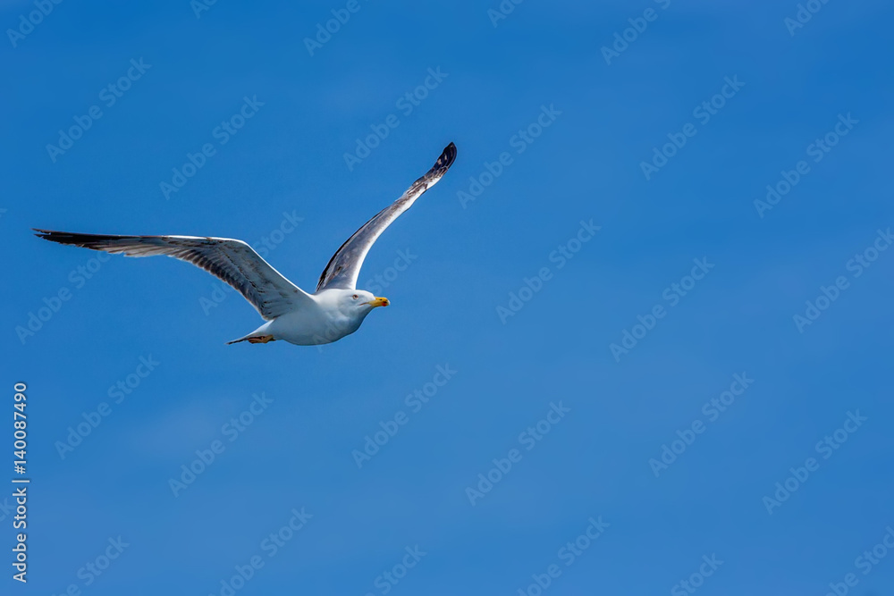 Seagull hovers in sky Seagull hovers in sky