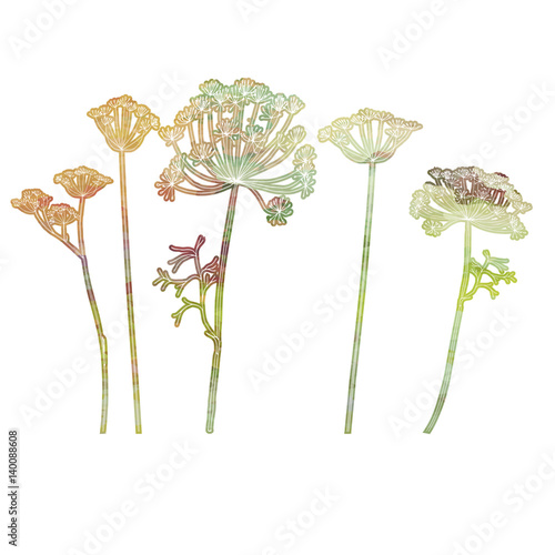 Hand drawn vector illustration of dill or fennel flowers and leaves. White and watercolor like floral outlines on white background.
EPS 8 stock vector.
