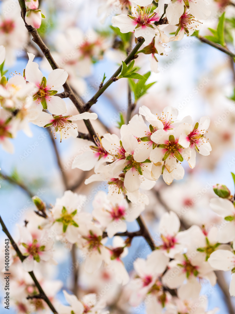 Flowering sweet almond tree