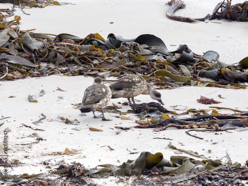 Crested Duck, Lophonetta specularoides, on the beach, Carcass, Falkland-Malvinas photo