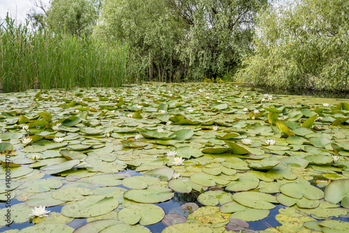 Channels in Danube Delta with water lilies