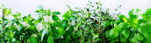 Panel kuchenny z motywem Green fresh aromatic herbs - melissa, mint, thyme, basil, parsley on white background. Banner collage frame from plants. Copyspace. Top view. Toned effect.