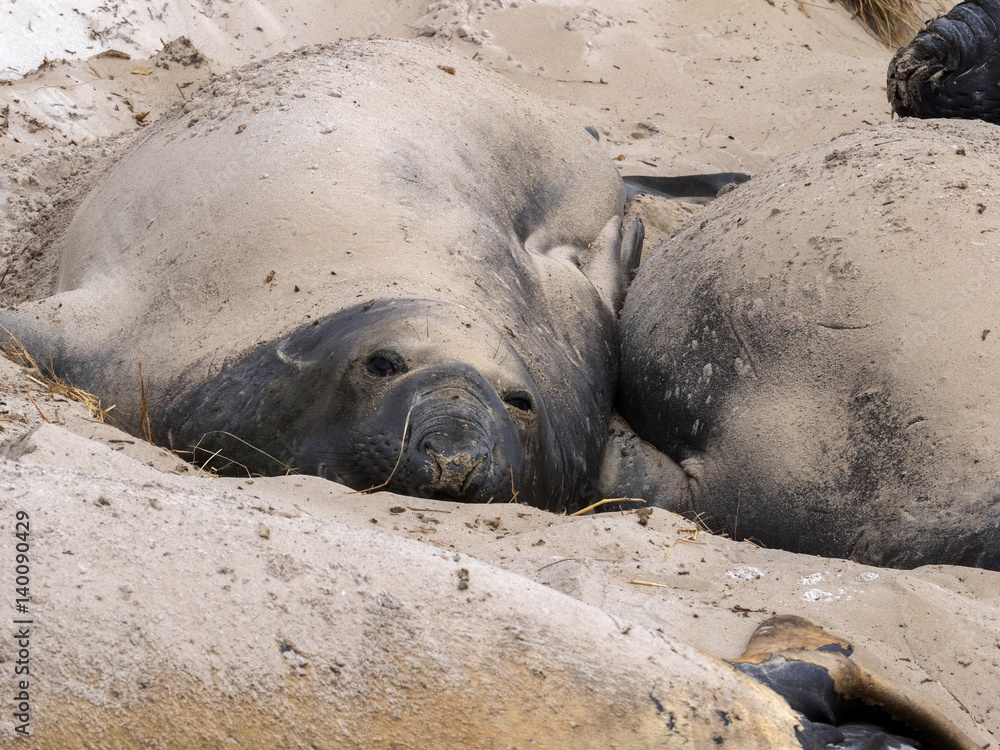 South Elephant Seal, Mirounga leonina relax on the beach, Carcass, Falkland-Malvinas South Elephant Seal, Mirounga leonina relax on the beach, Carcass, Falkland-Malvinas