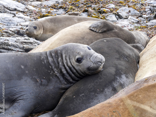 South Elephant Seal  Mirounga leonina relax on the beach  Carcass  Falkland-Malvinas