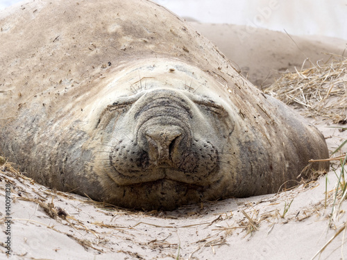 the big male South Elephant Seal, Mirounga leonina relax on the beach, Carcass, Falkland-Malvinas