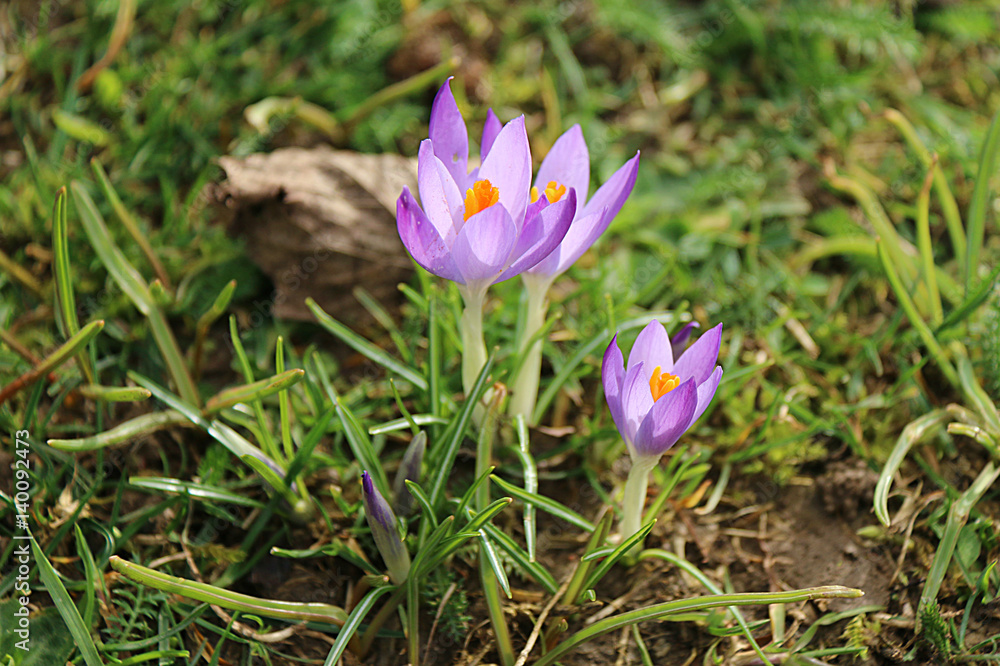 crocus crocus
