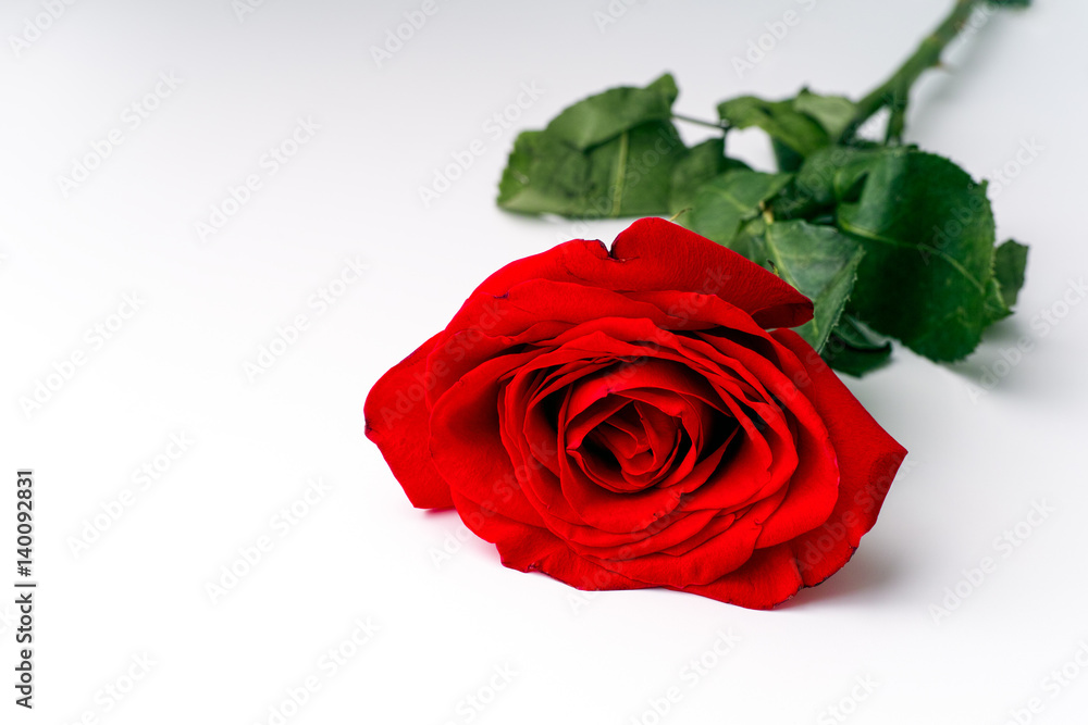 Red rose on white background