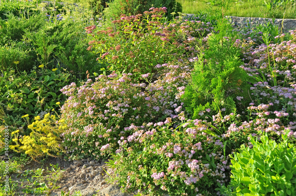 Spiraea japonica spring flower Spiraea japonica spring flower