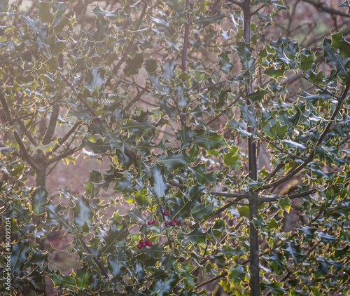 A hazy image of a few shrivelled red berries left on a European Holly bush, Ilex aquifolium.
