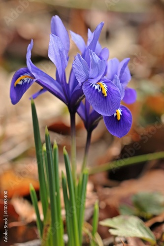 Blaue Zwergiris, Netzblattiris (Iris reticulata)
