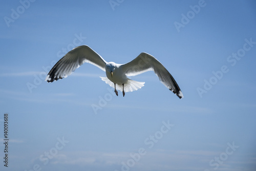 Common Gull, Larus cans on the isle of Tiree, Scotland