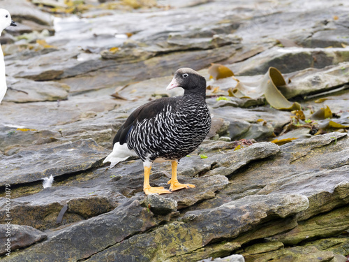  the female Kelp goose ,Chloephaga hybrida, Carcass Island, Falkland-Malvinas photo