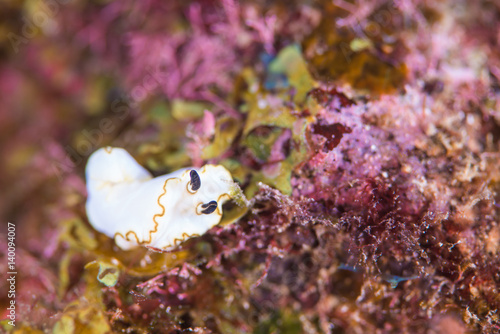 Nudibranch photo