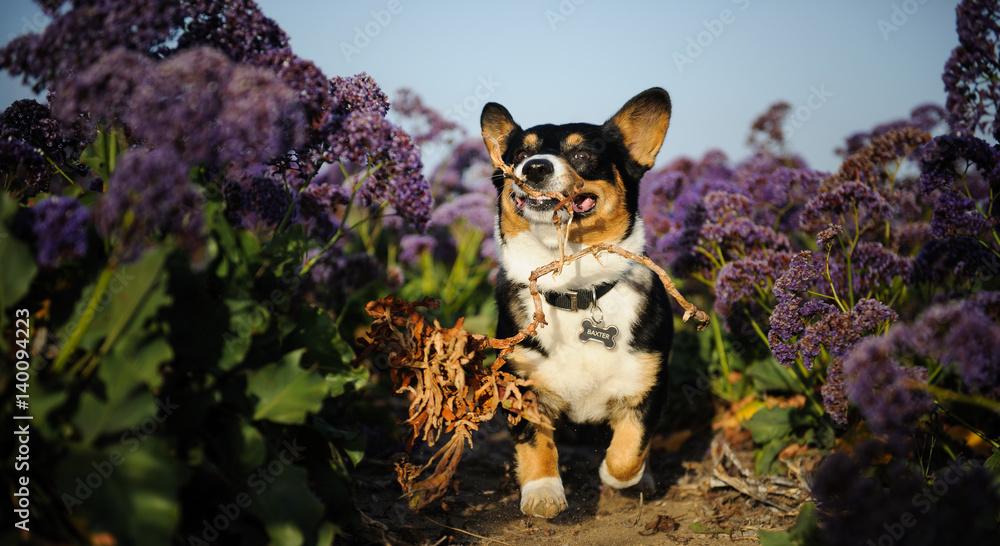 Fototapeta premium Welsh Pembroke Corgi playing in field of purple spring flowers