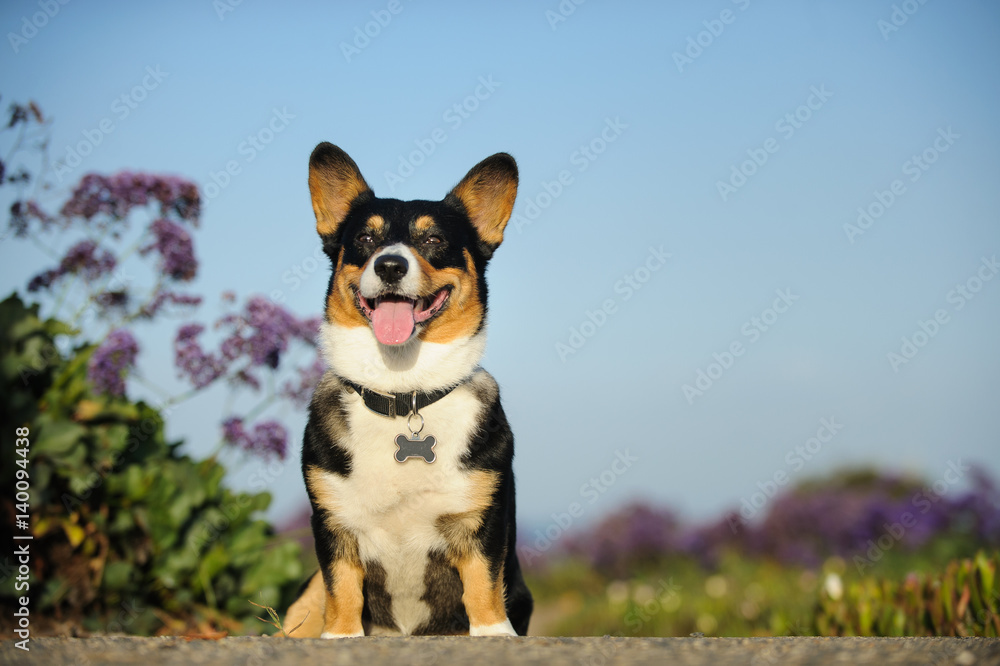 Welsh Pembroke Corgi sitting in ice plant field with purple flowers