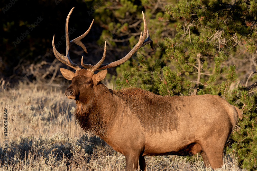 Elk Elk