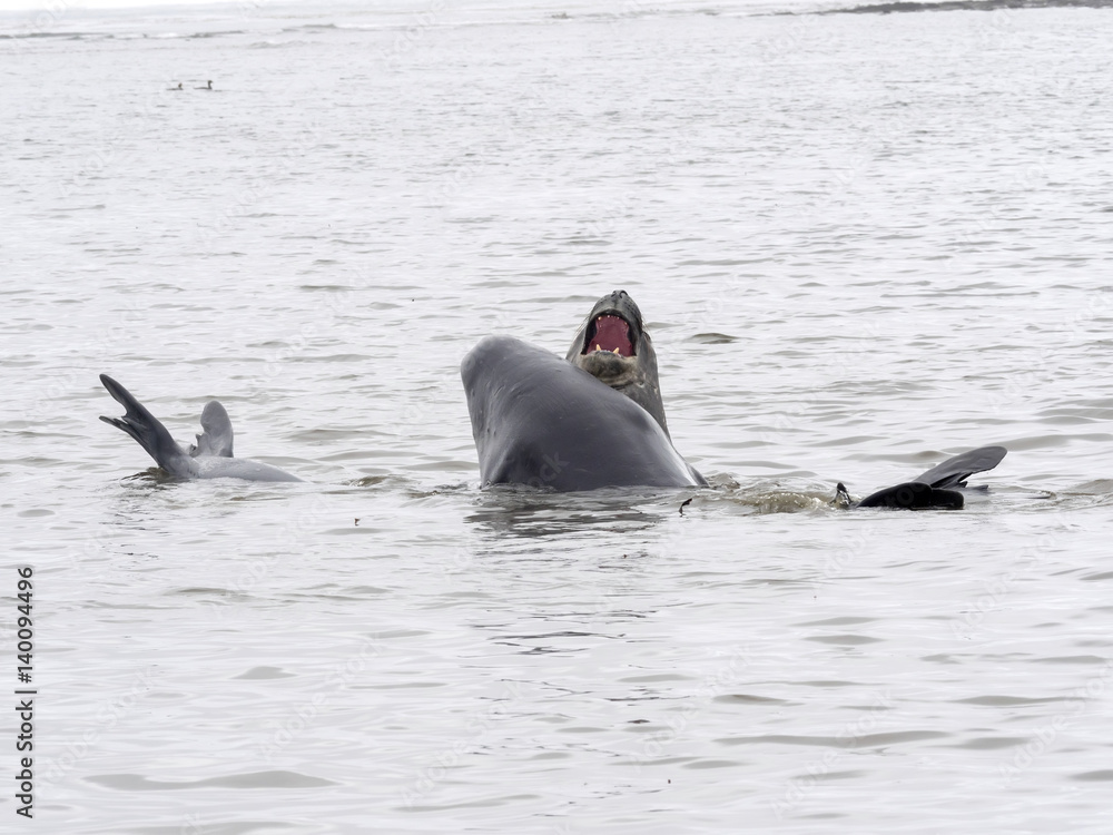 Fototapeta premium South Male Elephant Seal, Mirounga leonina rehearse fight for females, Carcass, Falkland-Malvinas