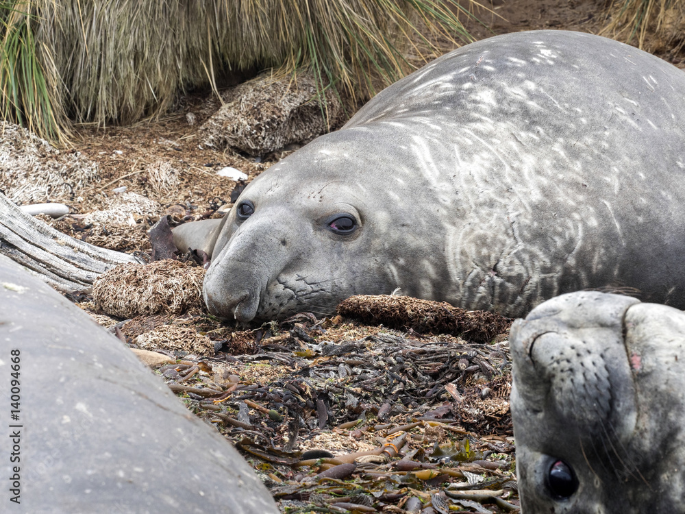 South Elephant Seal, Mirounga leonina relax on the beach, Carcass, Falkland-Malvinas South Elephant Seal, Mirounga leonina relax on the beach, Carcass, Falkland-Malvinas