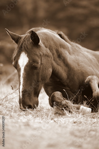Fototapeta Naklejka Na Ścianę i Meble -  missing you, sepia toned picture of a sleeping Quarter horse