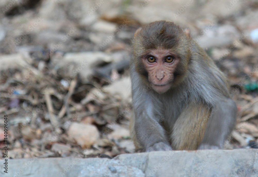 Nepalese color monkey portraits with huge eyes open