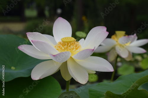 Wasserlilie / Lotusblüte
