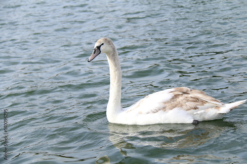 swan