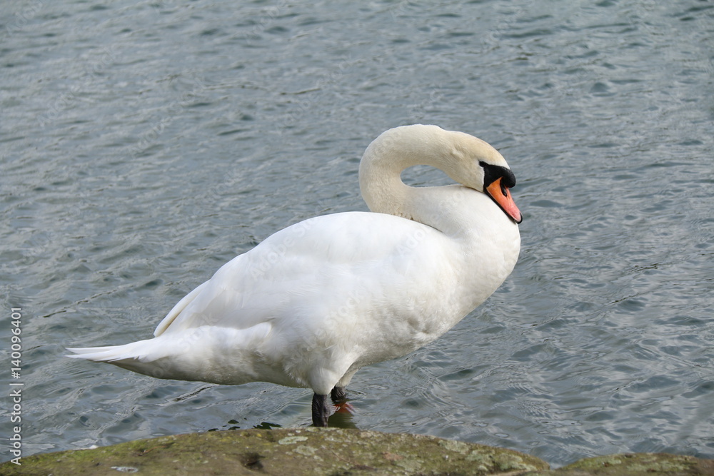 Fototapeta premium swan