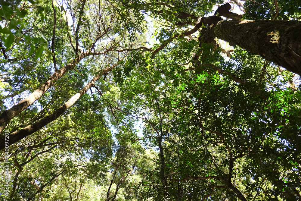 Fototapeta premium Tropical forest,The forests are abundant, Many kinds of trees in Kew Mae Pan Nature Trail, Doi Inthanon National Park, the highest point in Thailand