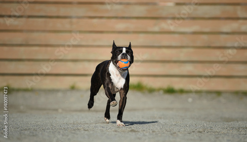 Boston Terrier dog running with ball in mouth