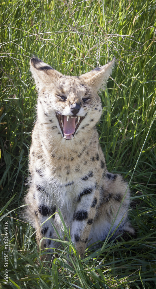 Serval 